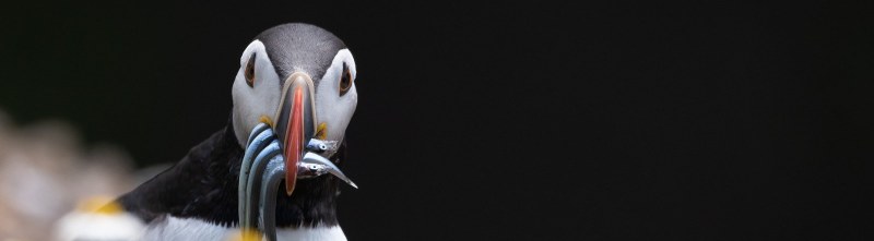 Biodiversity Biodiversity