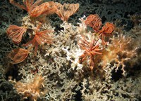 Benthic habitats