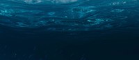 Pelagic Habitats