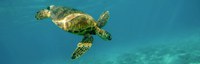 Turtles