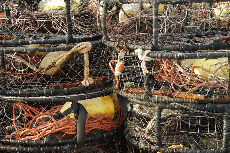 Commercially exploited fish and shellfish