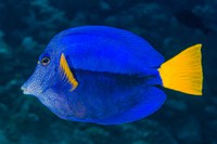 Non-indigenous species