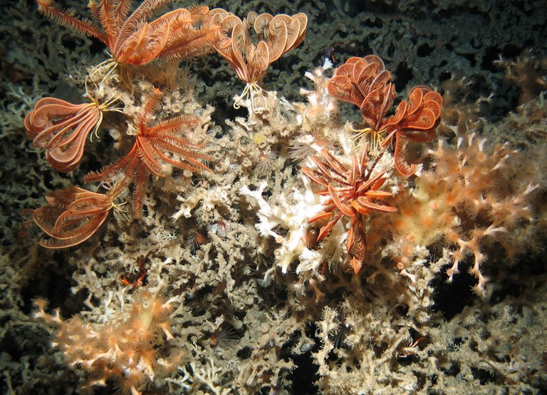 Benthic habitats | Marine Information System for Europe